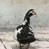 جوجه اردک اسرائیلی یا مسکونی 8ماهه مفت