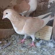 کفتر کبوتر قزوینی