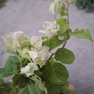 گل کاغذی پر پر.
