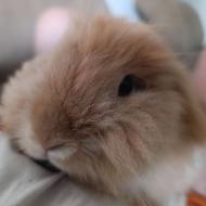 برای خرگوش نر ماده میخام