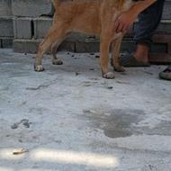 واگذاری سگ سرابی ماده