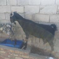 بز بزرگ 3قلو زا