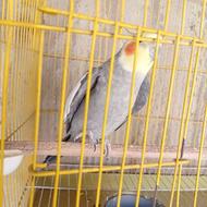 یک عدد عروس هلندی بالغ