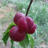 کارگر ساده جهت میوه چینی از فردا