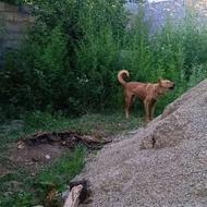 وگذاری سگ خوب واسه نگهبانی