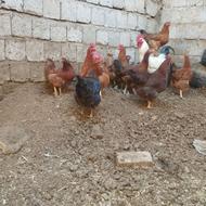 فروش نو عدد مرغ محلی و یک خروس سالم و سر حال