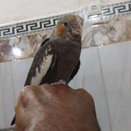 عروس هلندی رام
