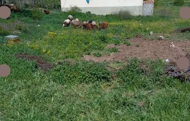 یک زمین به مساحت 200 متری مربع واقع در روستای لترگاز سفلی