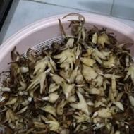 گل ثعلب ریشه وگل ثعلب