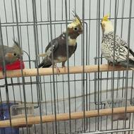 عروس هلندی