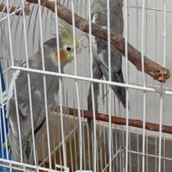 عروس هلندی نر