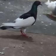 کبوتر یهودی ماده