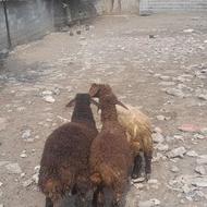گوسفند بره افشار