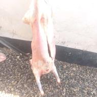 فروش بره ریز نر ماده