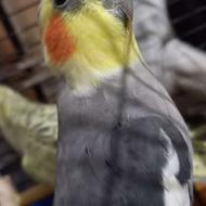 عروس هلندی نر دستی
