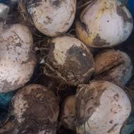 موسیر کوهی اشترانکوه