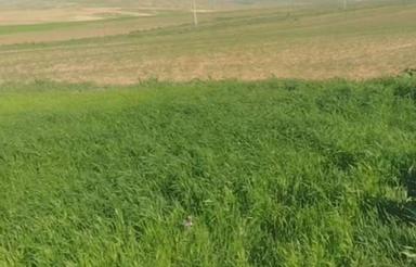 فروش زمین کشاورزی روستای جوانمرد 2 هکتارونیم
