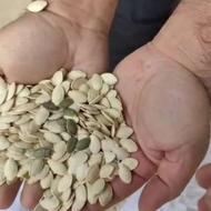 تخمه کدو وارداتی دانه درشت