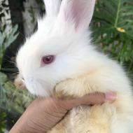 بچه خرگوش 45 روزه