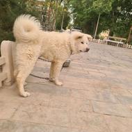 واگذاری گرگ سفید افسانه ژاپنی .اکیتای ژاپنی