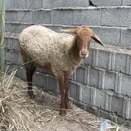 ماده گوسفند