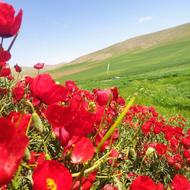 خواهان رتبه اعتباری