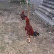 خروس لاری 12 ماهه