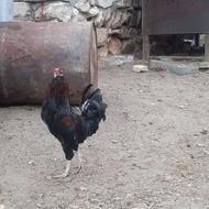 فروش خروس گلین