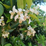 اجاره روزانه خانه باغی