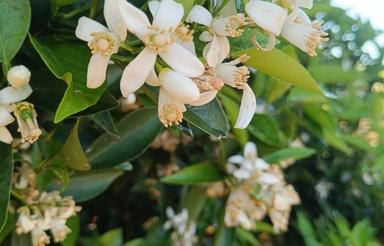 اجاره روزانه خانه باغی