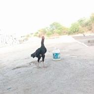خروس فروشی
