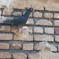 کبوتر کلاغ نقره