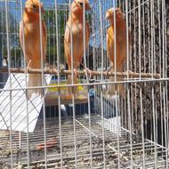 قناری قرمز اصل