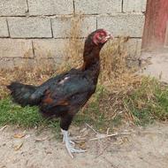 مرغ لاری گنجه آباد کن