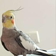 عروس هلندی