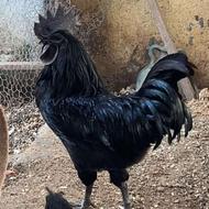 خروس ایام آسمانی سیاه سیاه