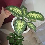 نخل نیکولای دیفن باخیا پتوس کامپکت
