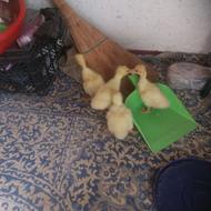 جوجه لیندا 4تا