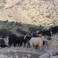 فروش بزداشتی جوان درجه یک