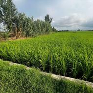  زمین کشاورزی 4000 متری در روستای بیجکلا فوری