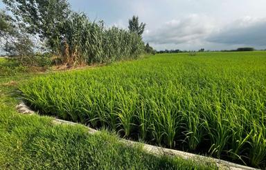  زمین کشاورزی 4000 متری در روستای بیجکلا فوری