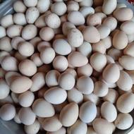 تخم خوراکی و نطفه دار کبک