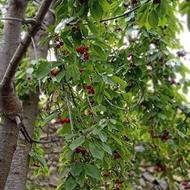 گیلاس کلات رسید