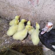 جوجه قوغاز چینی وارداتی کمیاب سیزده روزه