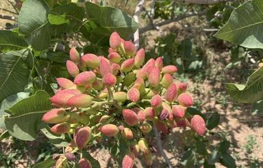 باغ پسته، زمین زراعی
