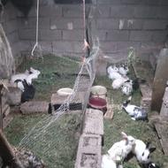خرگوش نر معمولی