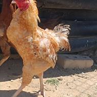 دوتا خروس محلی چاق و خوشکل