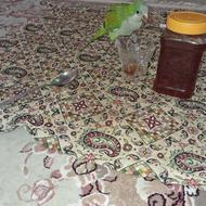 طوطی راهب اهلی