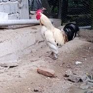خروس امپراطور