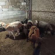 گوسفند وره مار پنج راس بشرط